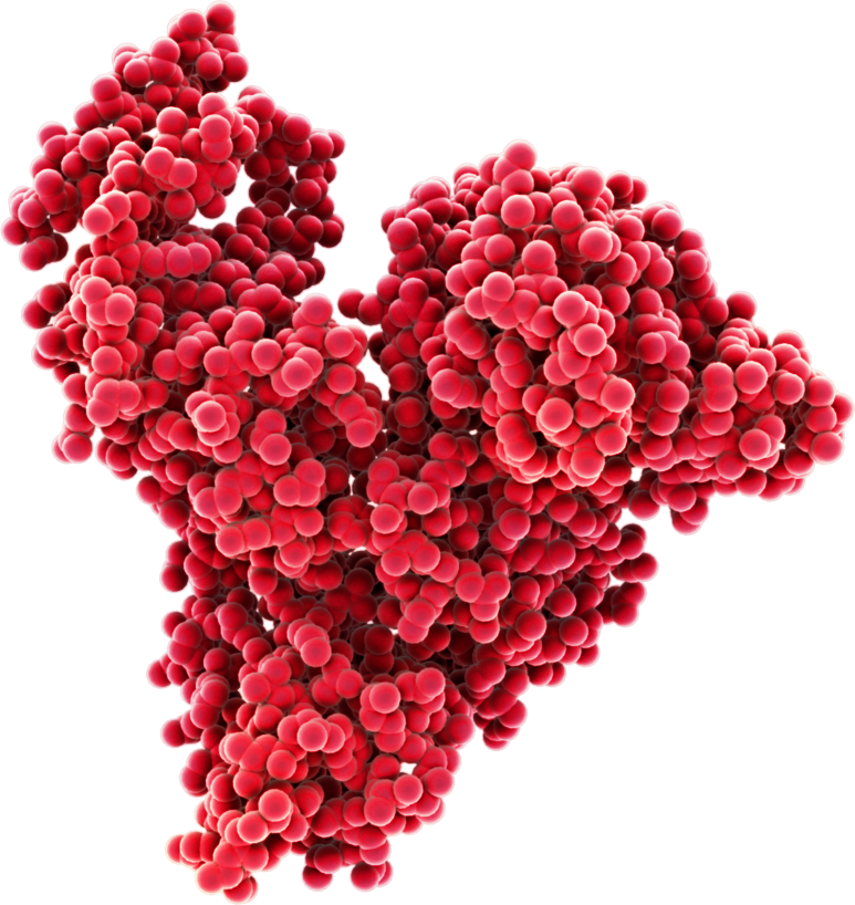 Človeški serumski albumin (HSA) je najpogostejši protein v človeški krvi in ​​predstavlja približno polovico vseh plazemskih proteinov. Albumin je odgovoren za vzdrževanje onkotskega tlaka, pH plazme in porazdelitev številnih molekul, zaradi česar je zelo dobro raziskan protein. Struktura albumina mu daje odlično stabilnost, zaradi česar je odporen na stres zunaj in znotraj telesa.
