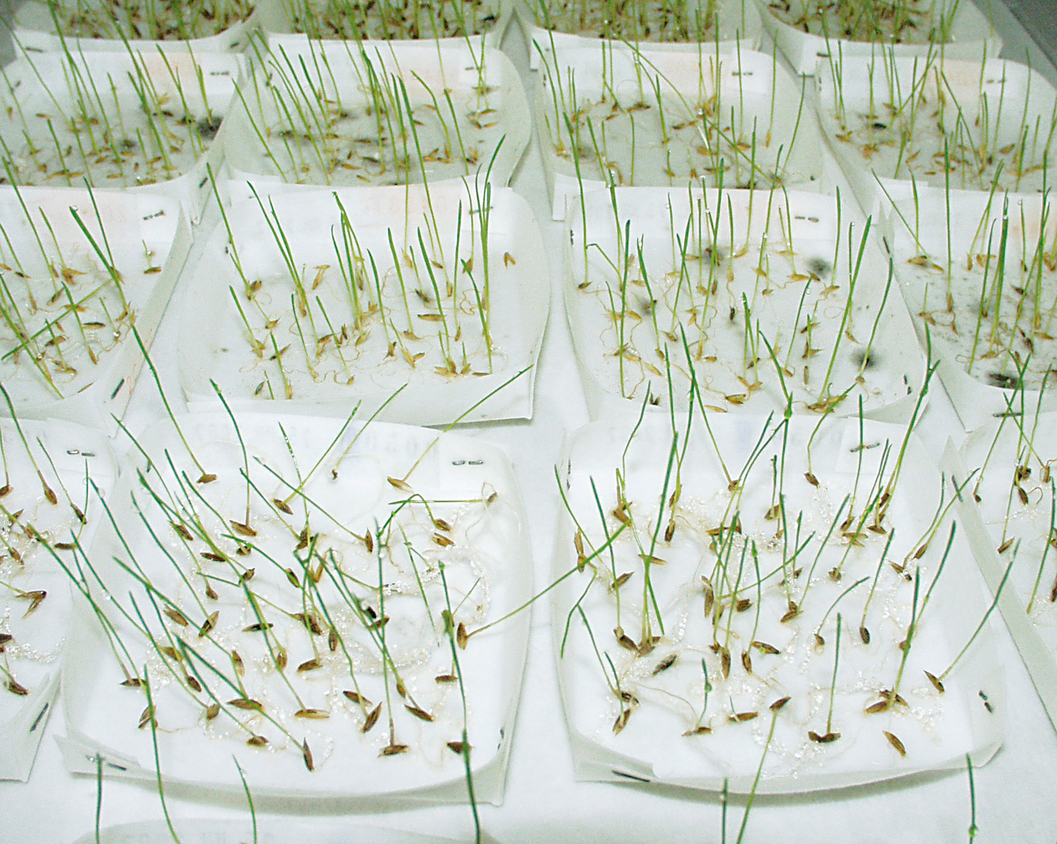 Seed germination test papers - Sartorius Croatia