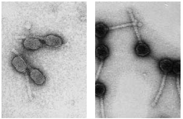 Slika 1. Skeniranje elektronskih mikrofotografij dveh sevov bakteriofagov mezofilnih streptokokov mlečne kisline (Lactococcus lactis) z okroglimi (izodiametričnimi) ali podolgovatimi (štrlečimi) glavami, ki jih pogosto najdemo v mlekarnah. Pas se zmanjša na 50 nm.